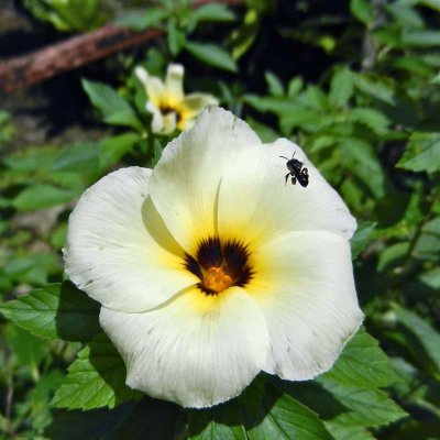 Flower and bee at the ice cream shop