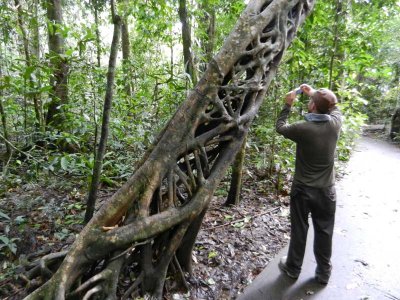 Strangler fig and Mark along a boardwalk