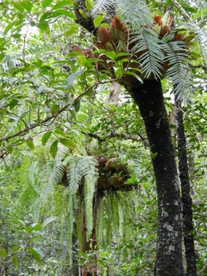 Lush ferns along the boardwalk
