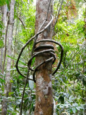 Crazy roots in the rainforest