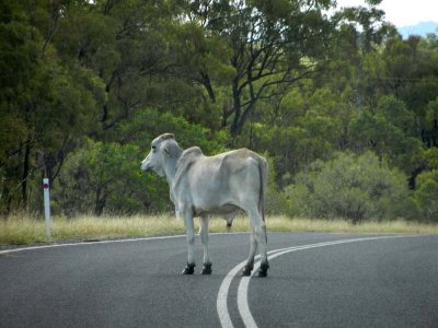 Cow in the road