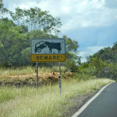 Warning about cows in the road