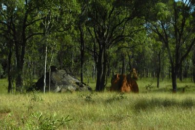 Woodland and termite mound