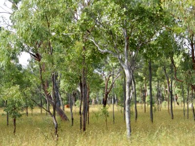 Woodland along the road to Chillagoe