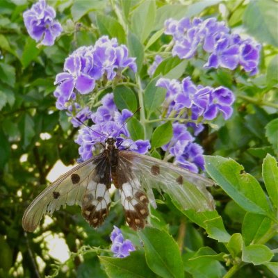 Butterfly in garden of Chillagoe cabins
