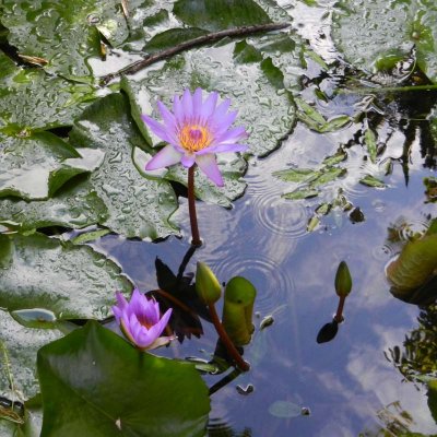 Flowers at Chillagoe cabins