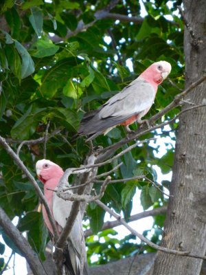 Local galahs in Chillagoe