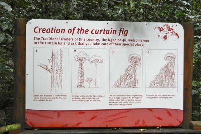Info on curtain fig tree