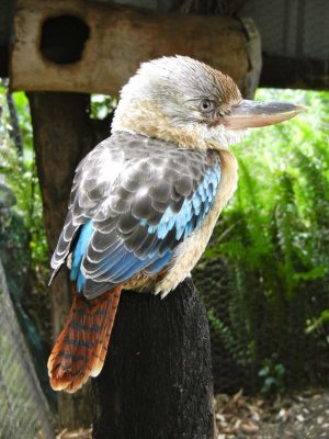 Blue-winged kookaburra