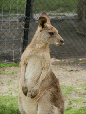 Kangaroo