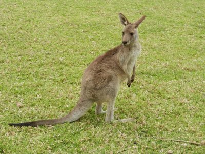 Cute kangaroo