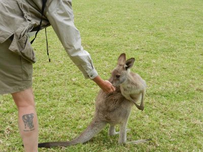 Jim feeds kangaroo