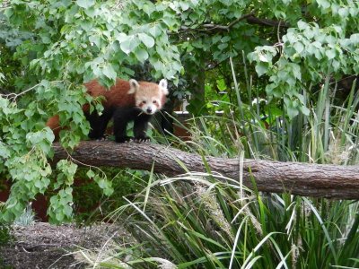 Red panda