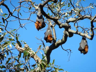 Bats in botanical gardens