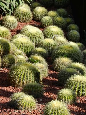 Succelents in botanical gardens