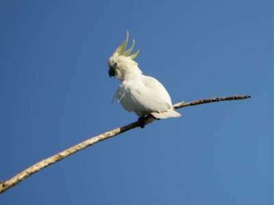 Sulphur-crested cockatoo