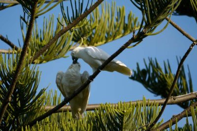 Cockatoos feeding each other (?!)