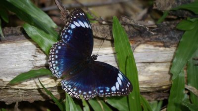 Butterfly on the boardwalk