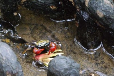 Tiny crab along the boardwalk