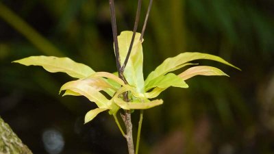 Pretty flora in the rainforest