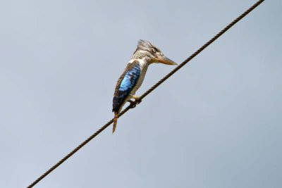 Blue-winged kookaburra