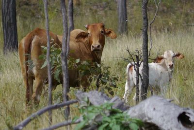Cows along the road