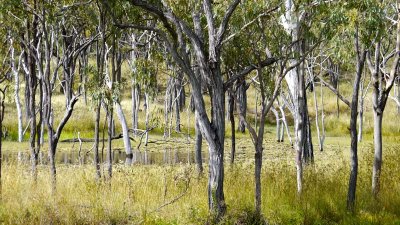 Woodland on the road to Chillagoe