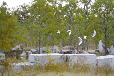 Marble surrounding limestone quarries
