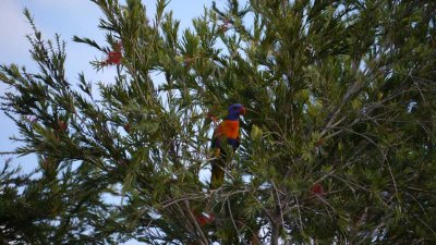Rainbow lorikeet