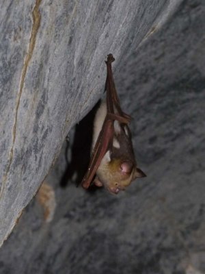 Bat in the Trezkinn cave