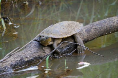 Turtle in the river