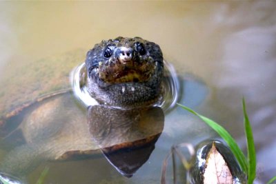 Turtle face!