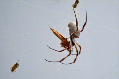A spider along the trail