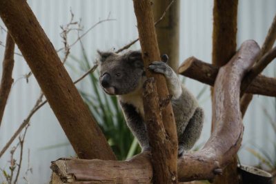 Koala looking towards new leaves