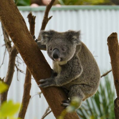 Koala looking adorable