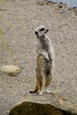 Meercat at attention