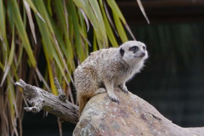 Meercat looking adorable