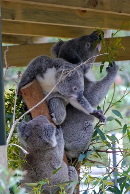Koalas clambering over each other