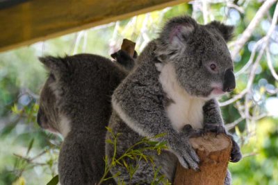 Koala on top!