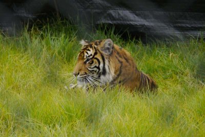 Sumatran tiger