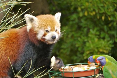 Red panda sharing lunch with lorikeets