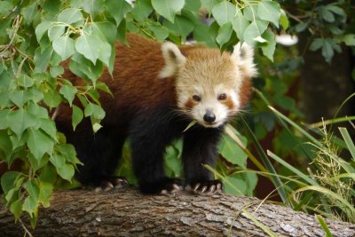 Red panda
