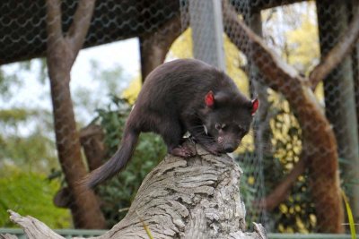 Tasmanian devil