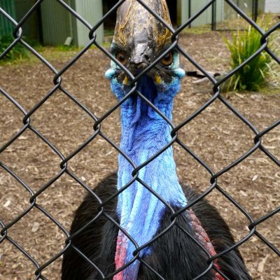 Cassowary looking serious