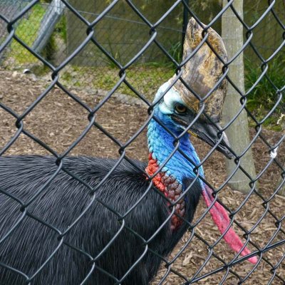 Cassowary looking mean