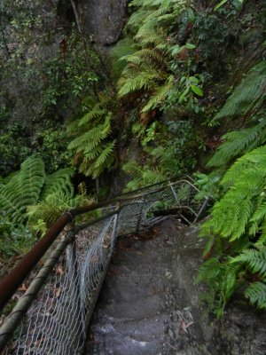 Lush forest along the steps