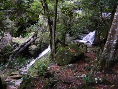 Very wet rainforest
