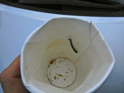 One of the leeches from Jess's pants!