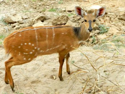 A bushbuck says good morning in front of our tent