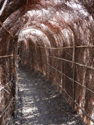 The tunnel into the hippo hide